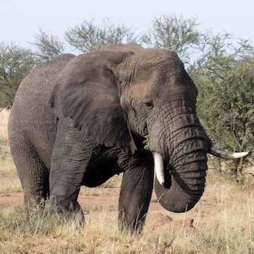 an elephant standing in a field