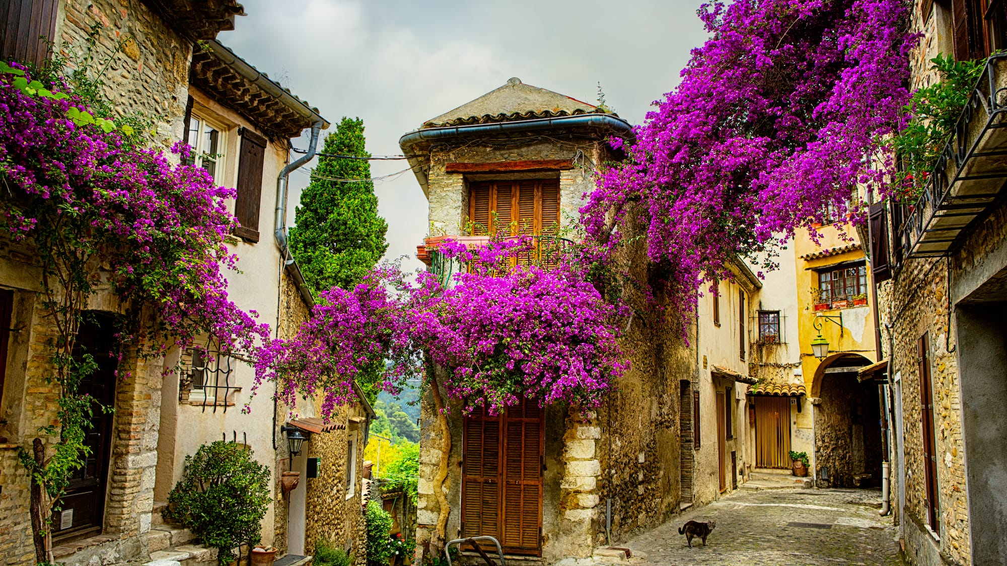 a street with purple flowers on it