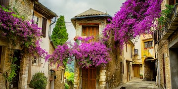 a street with purple flowers on it