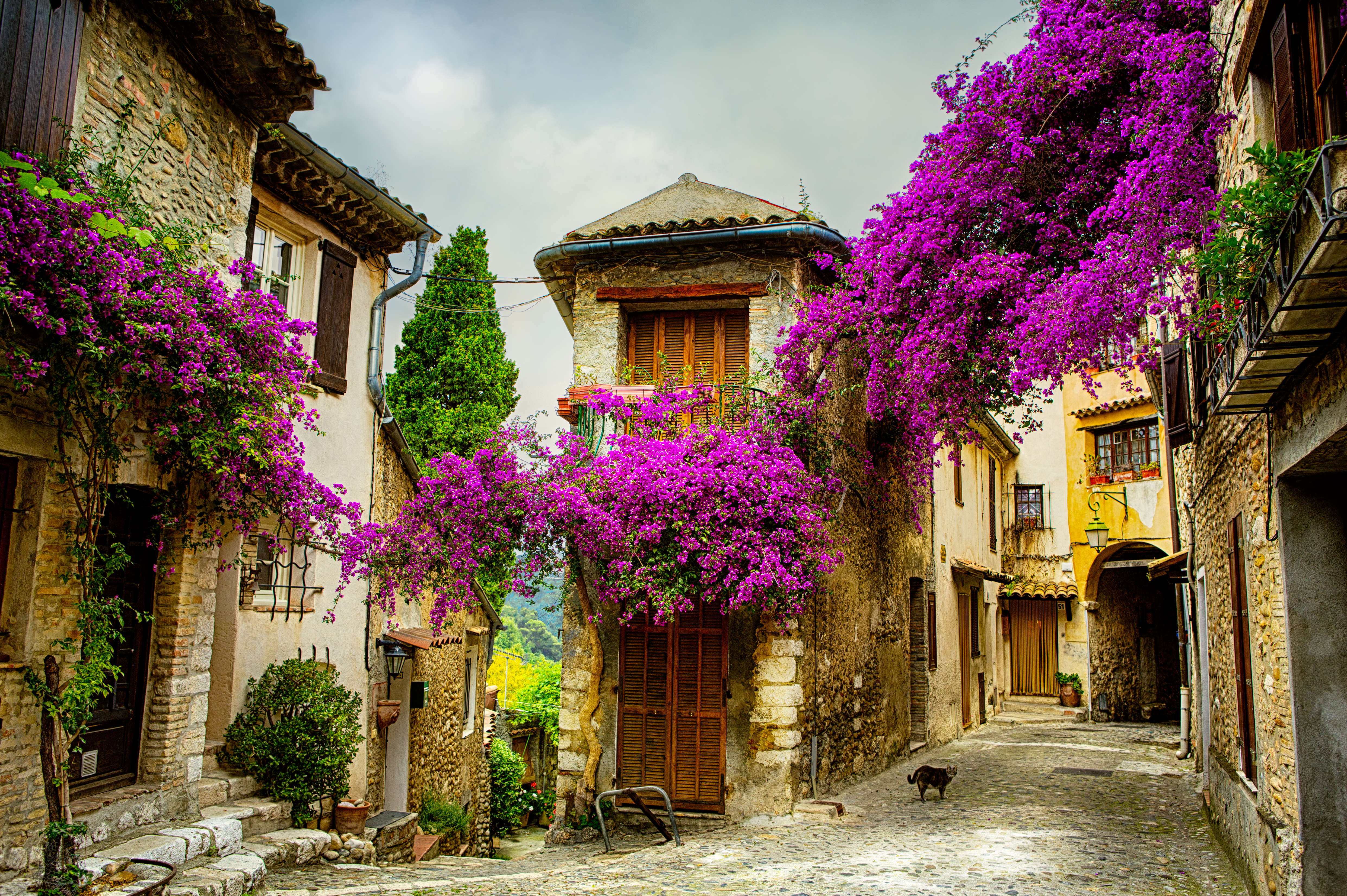 a street with purple flowers on it