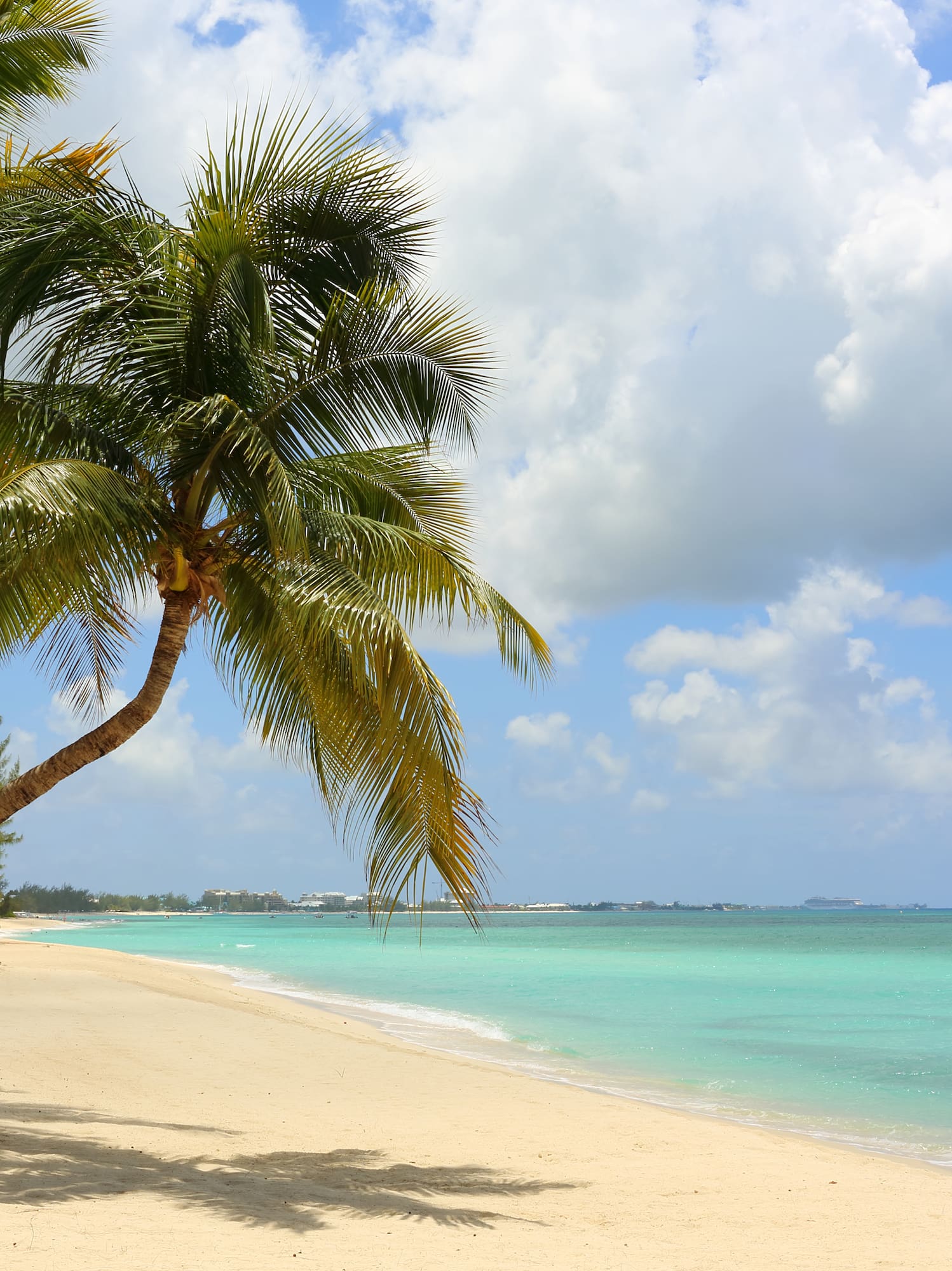 a beach with palm trees and chairs