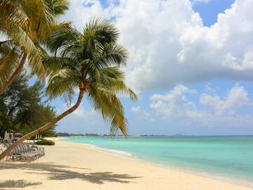 a palm trees on a beach