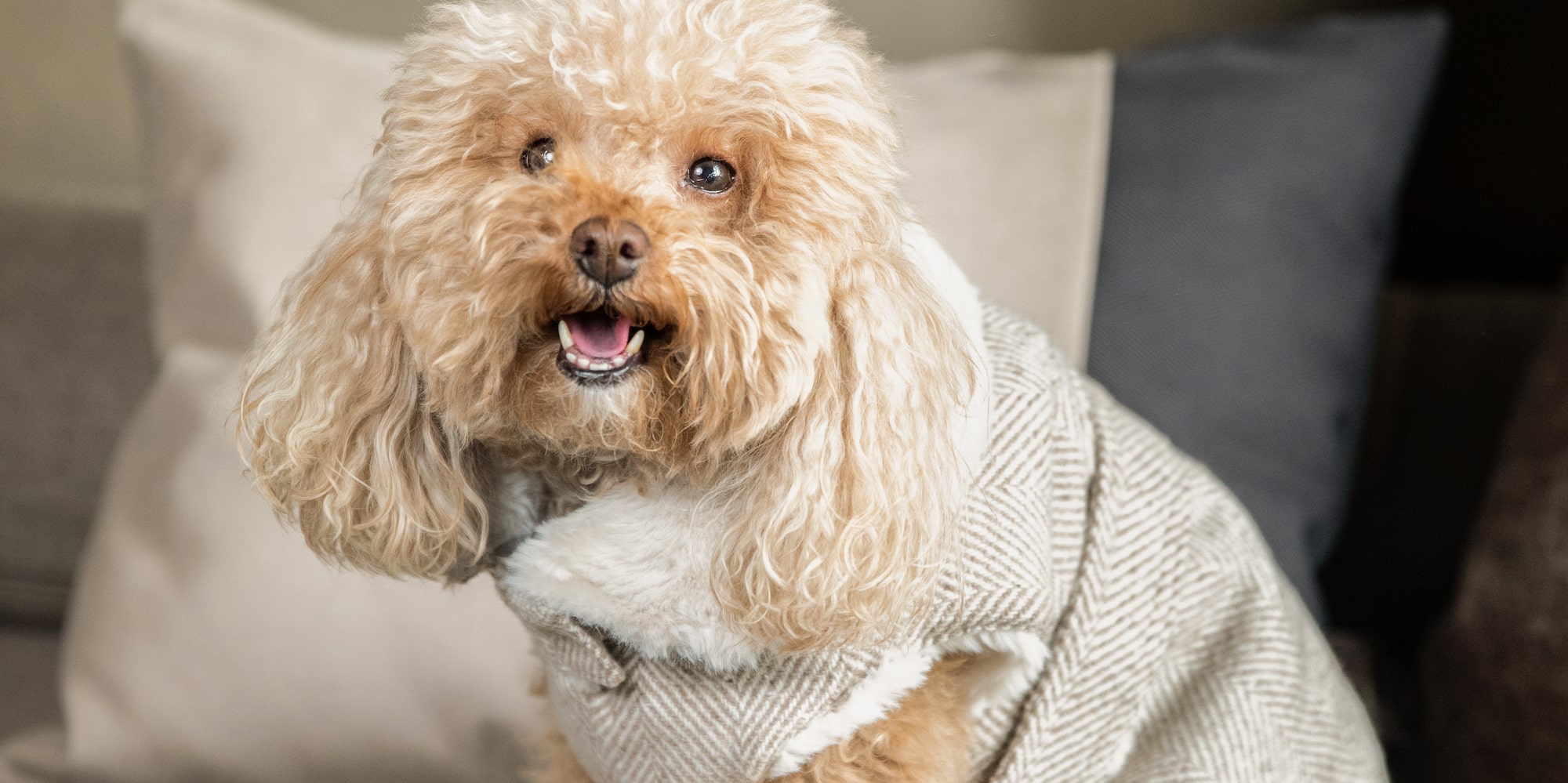 a dog wearing a sweater