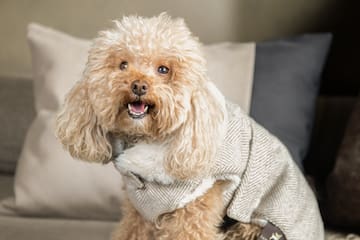 a dog wearing a sweater
