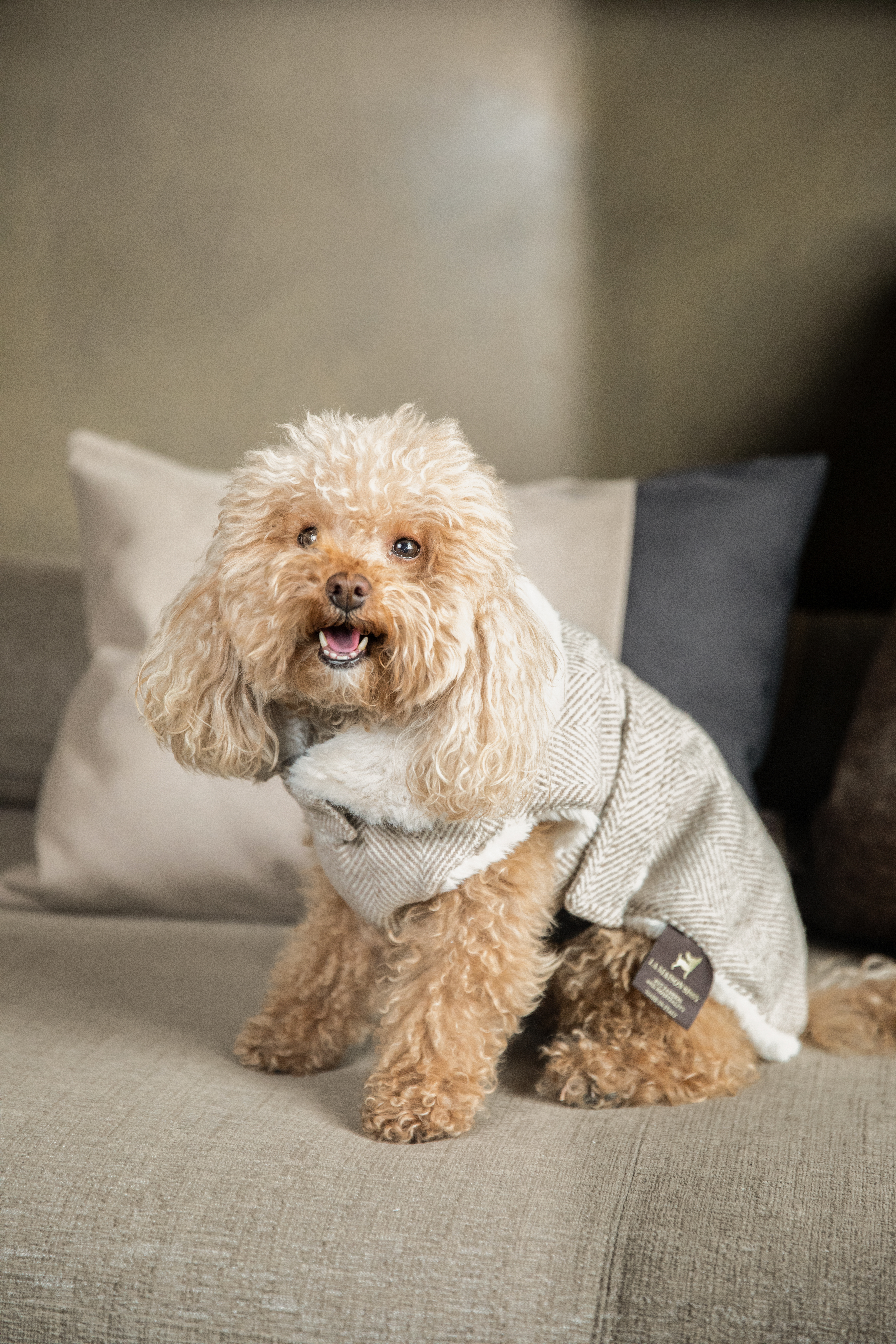 Cute poodle in stylish herringbone dog coat sitting on a sofa.