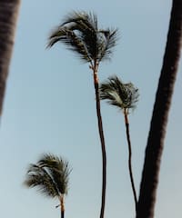 palm trees in the sky