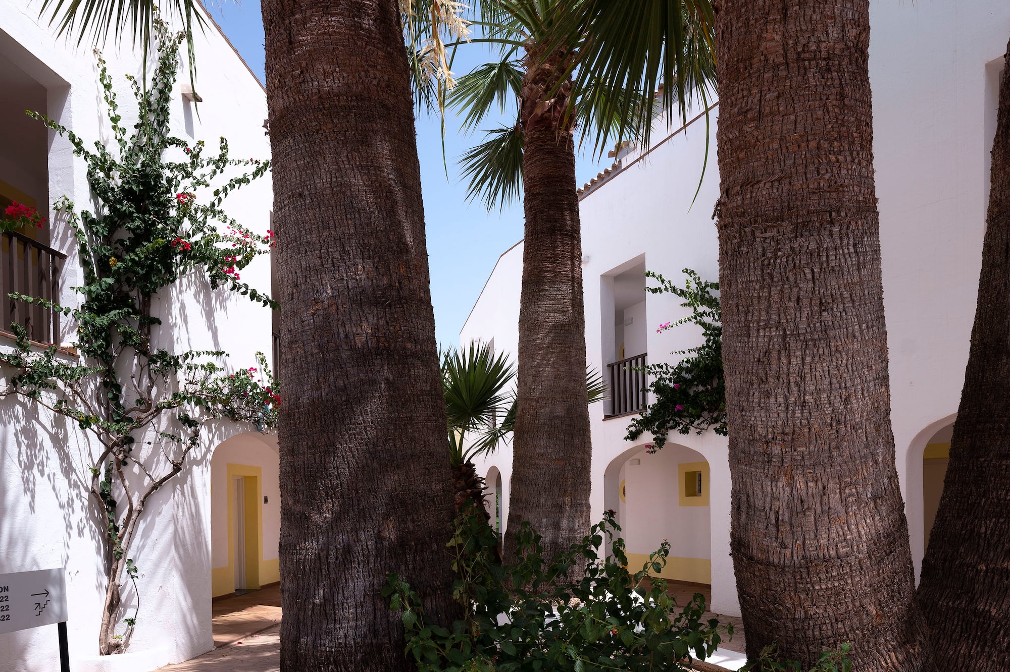 Tropical courtyard with palm trees, white buildings, and blooming vines.