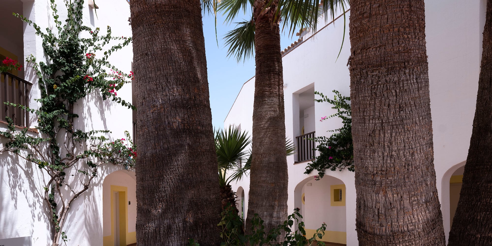 a group of trees in a courtyard