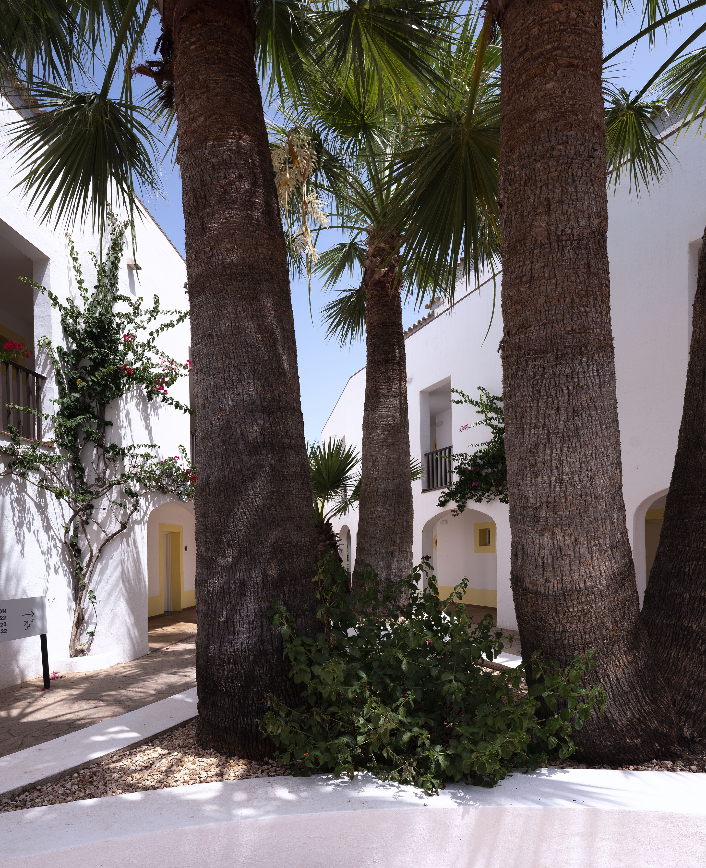 Tropical courtyard with palm trees, white buildings, and blooming vines.