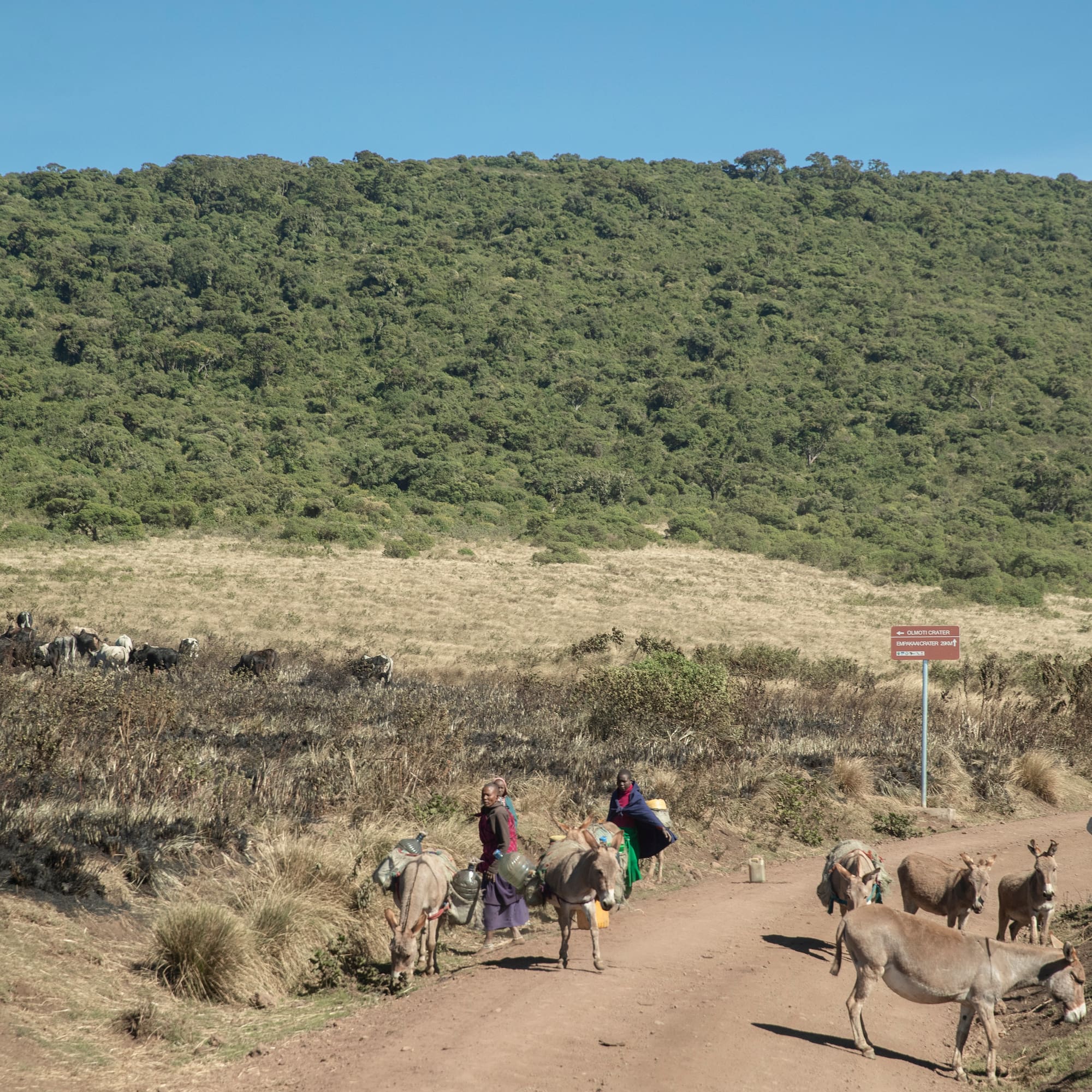 a group of people walking on a dirt road with donkeys