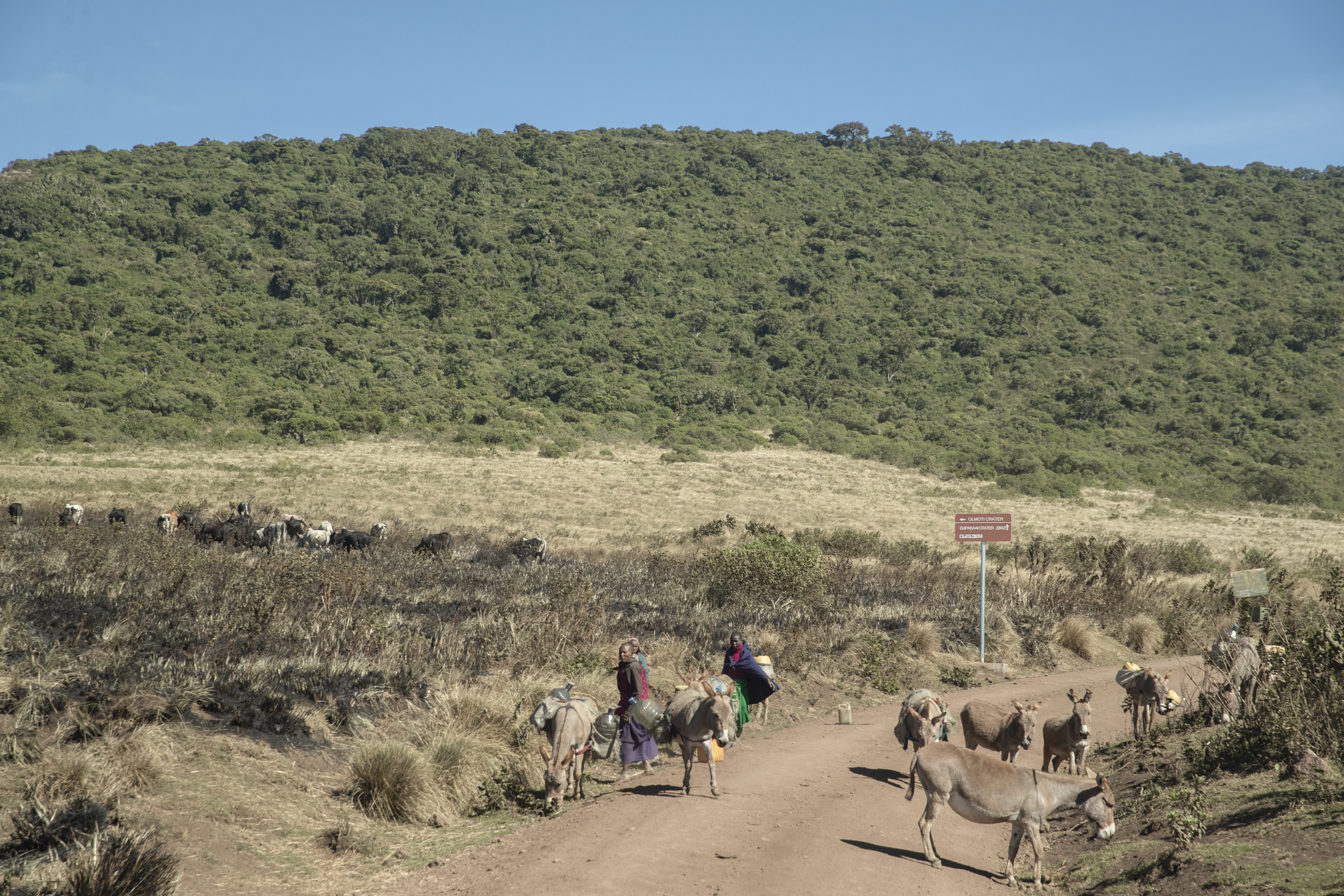 a group of people walking on a dirt road with donkeys