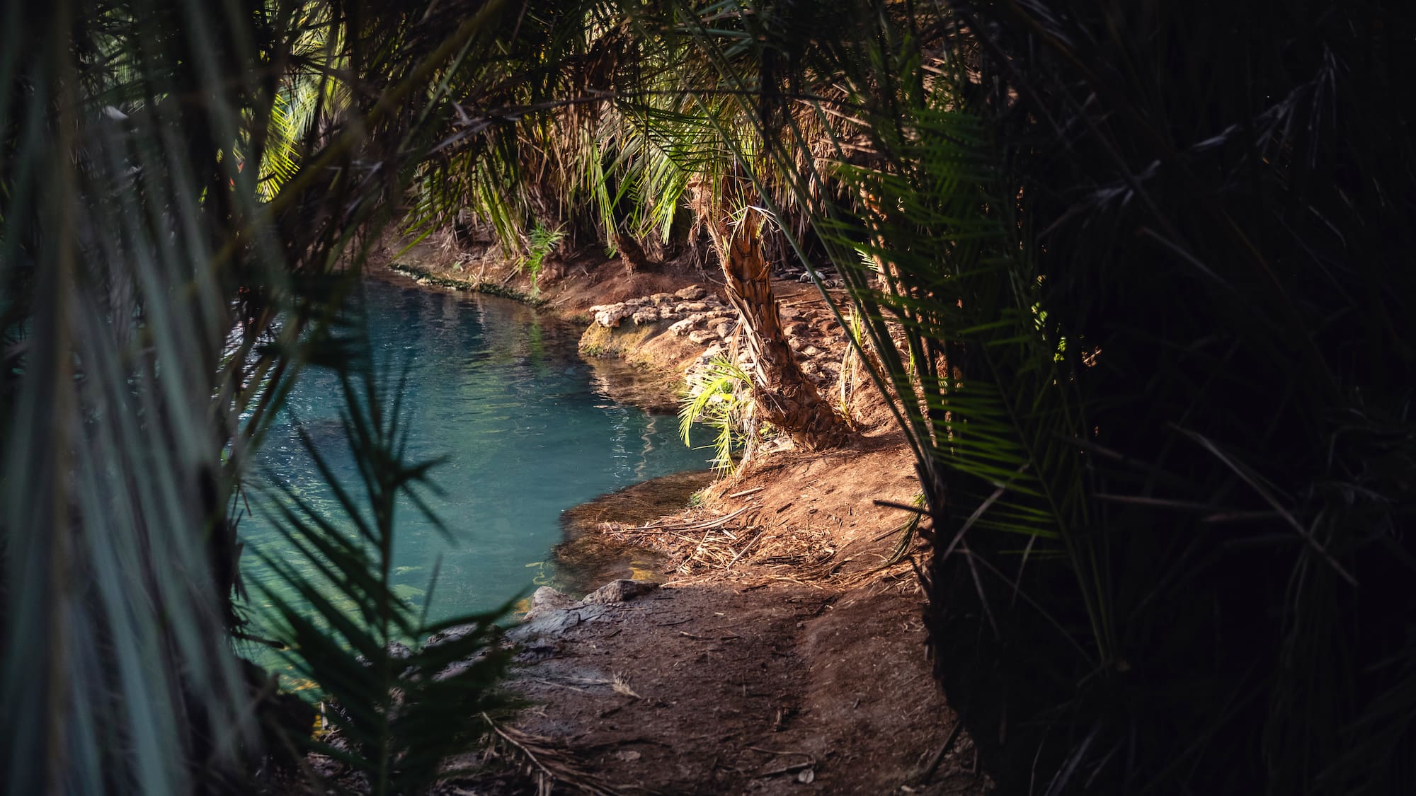 a body of water with trees and plants