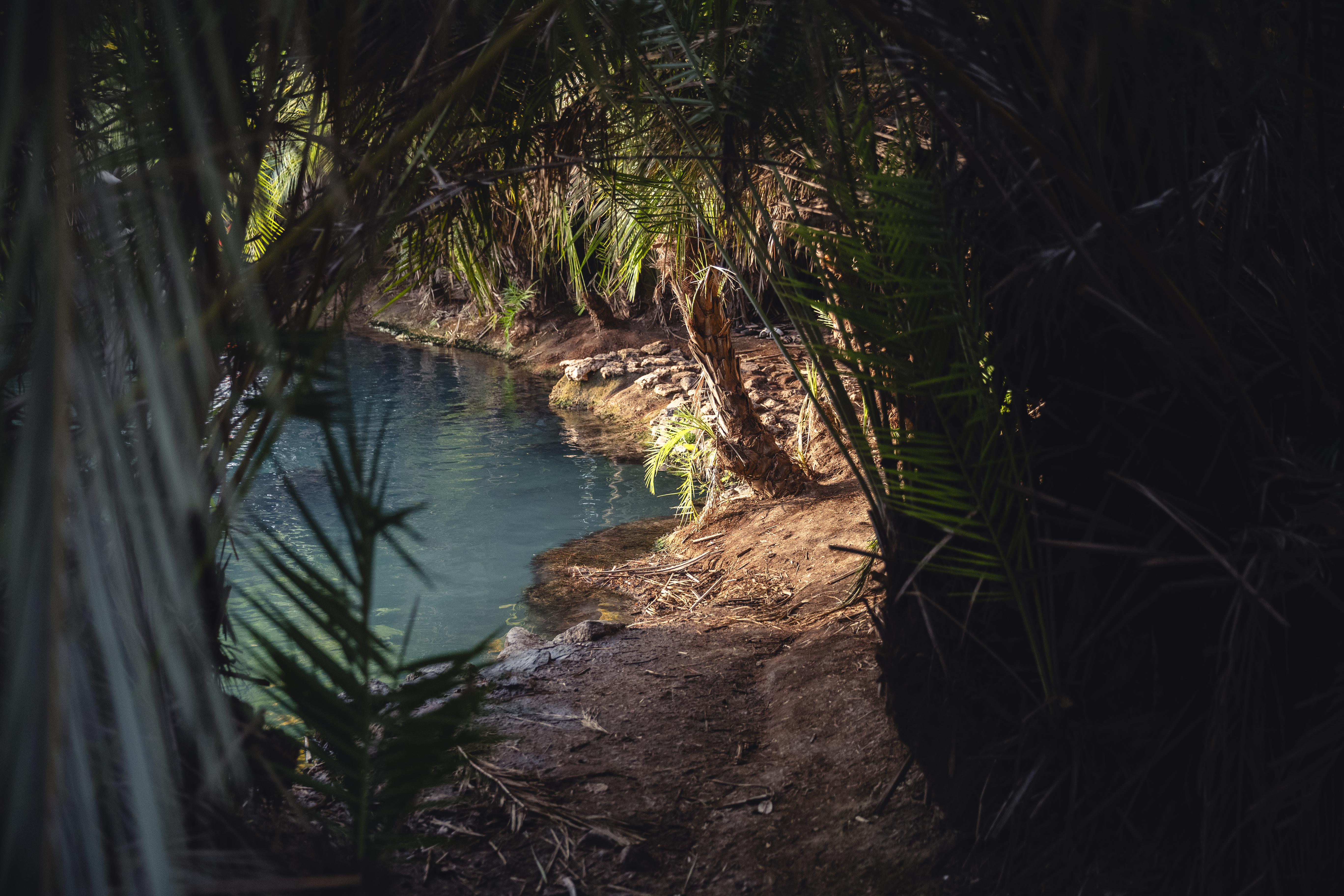 a body of water with trees and plants