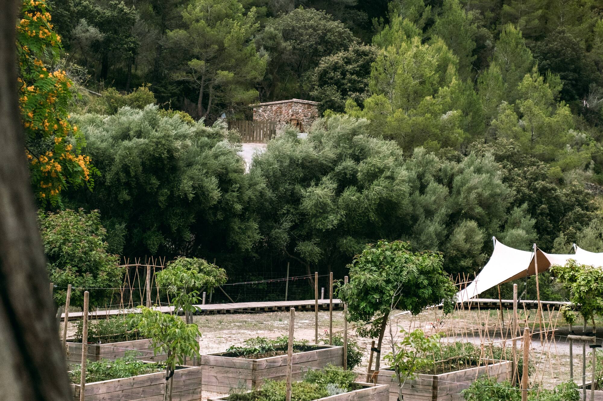 Huerto de bancales de madera con cultivos y montaña boscosa.