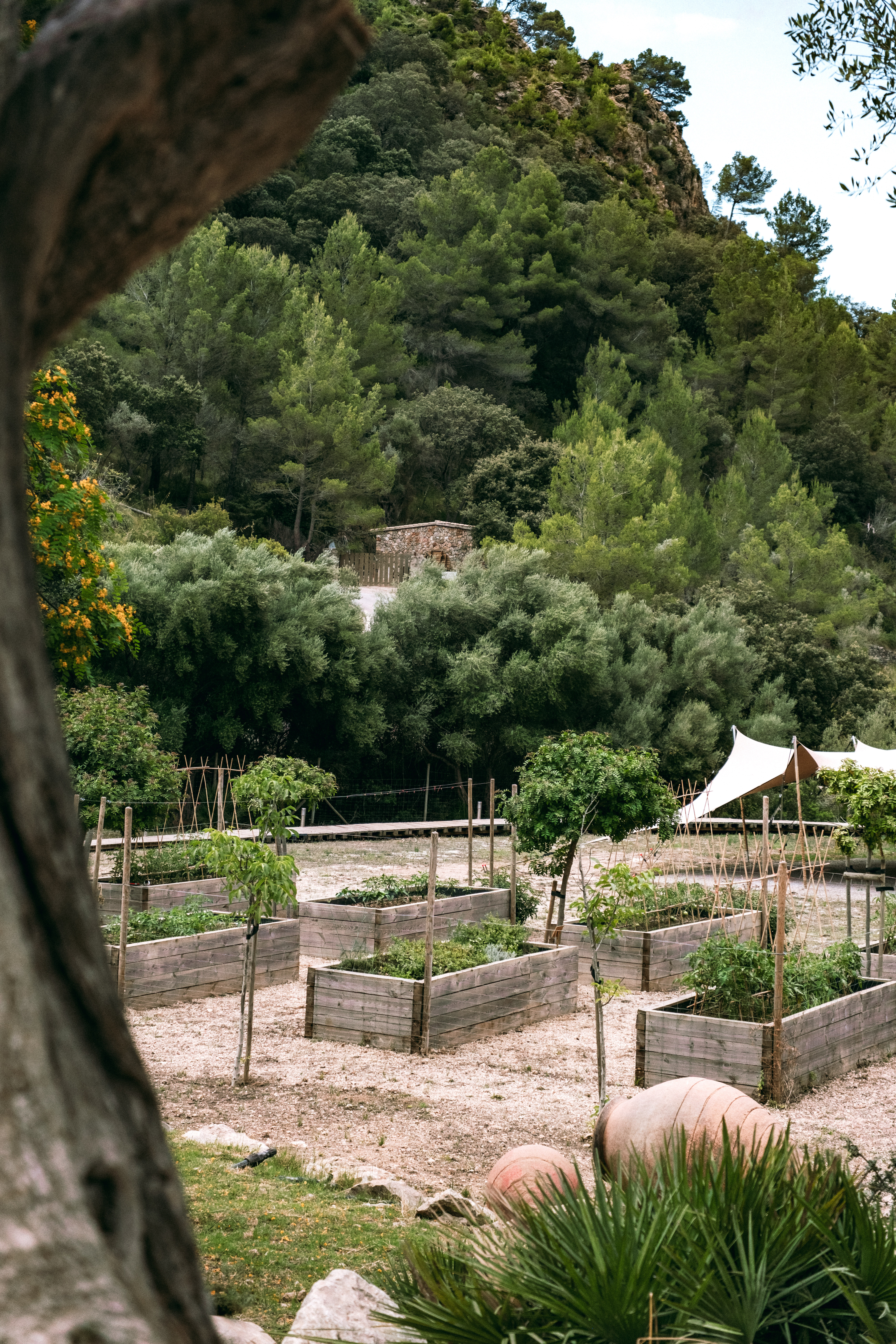 Huerto de bancales de madera con cultivos y montaña boscosa.