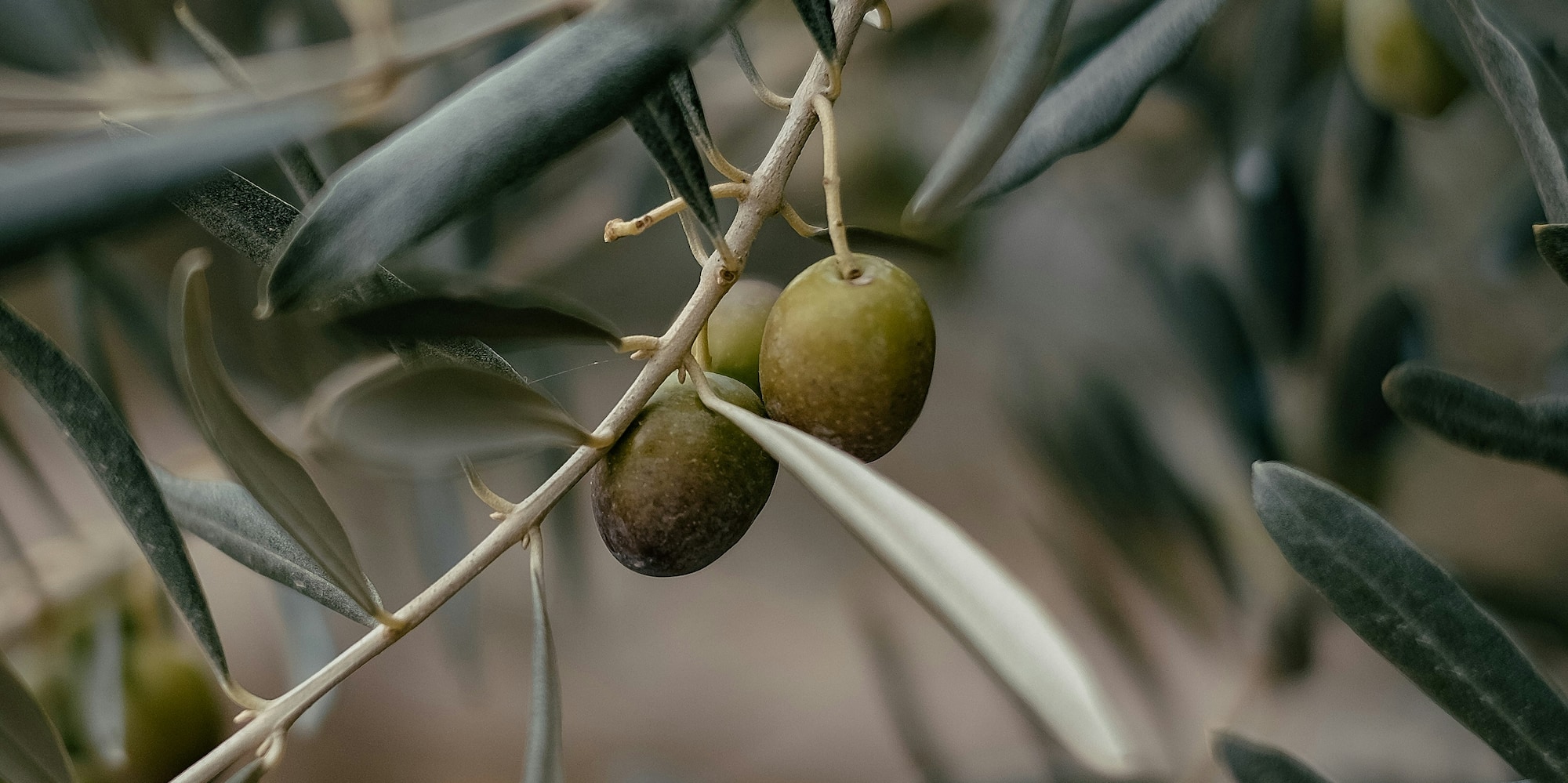 Ripening green olives on an olive tree branch with dark leaves.
