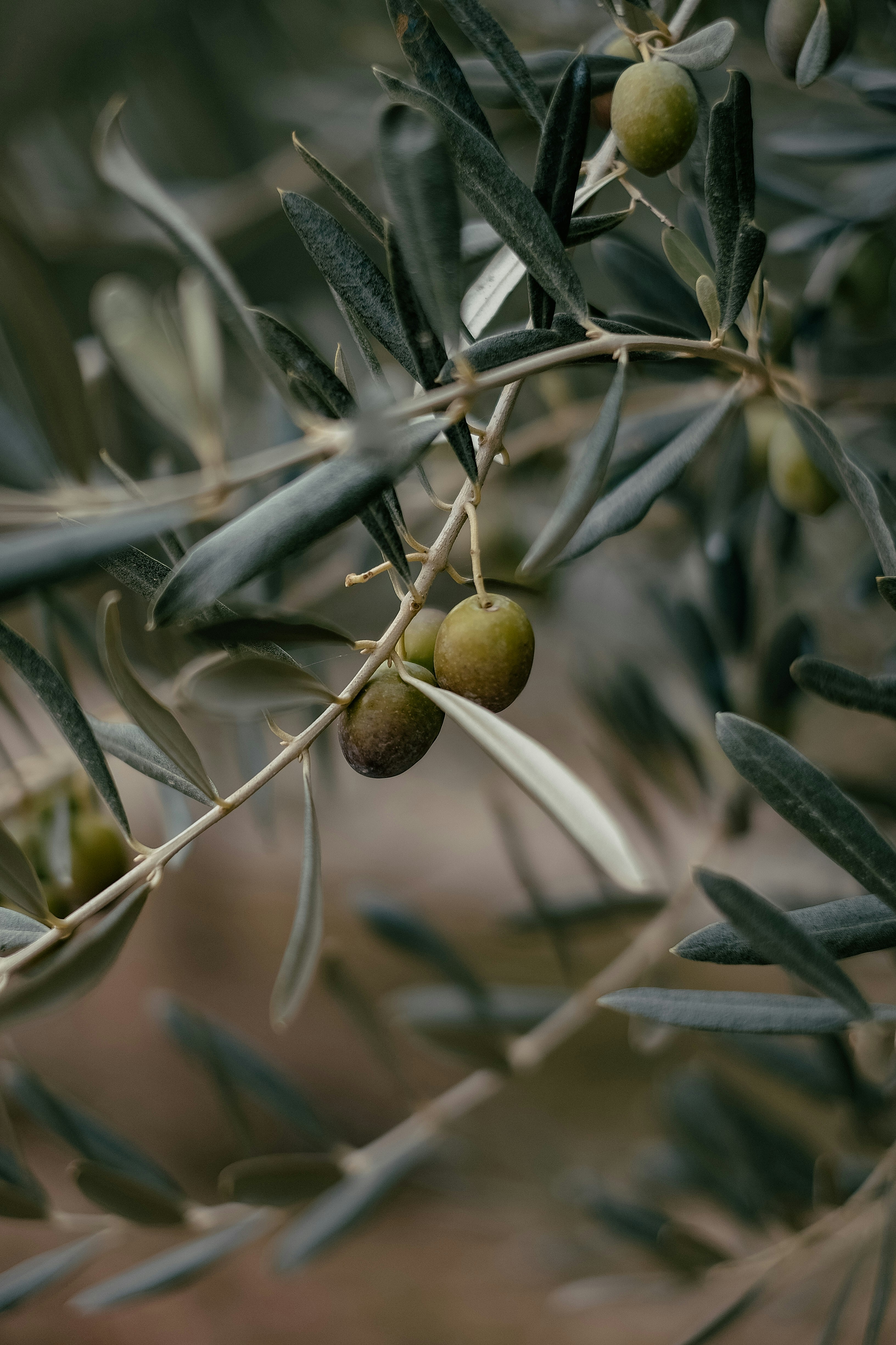 Ripening green olives on an olive tree branch with dark leaves.