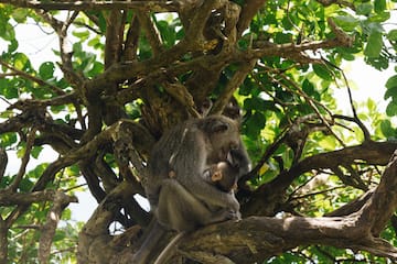 a monkey in a tree