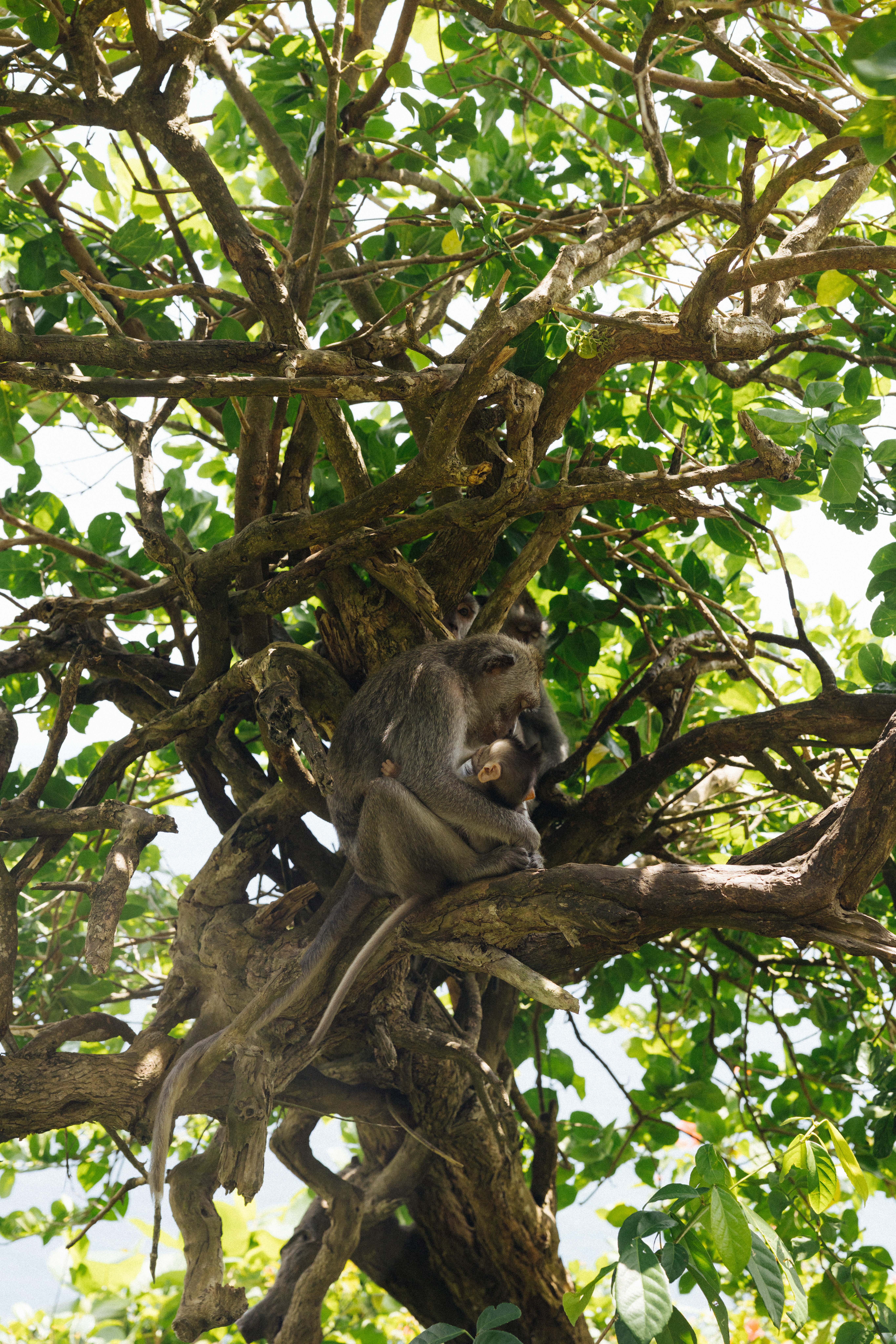 a monkey in a tree