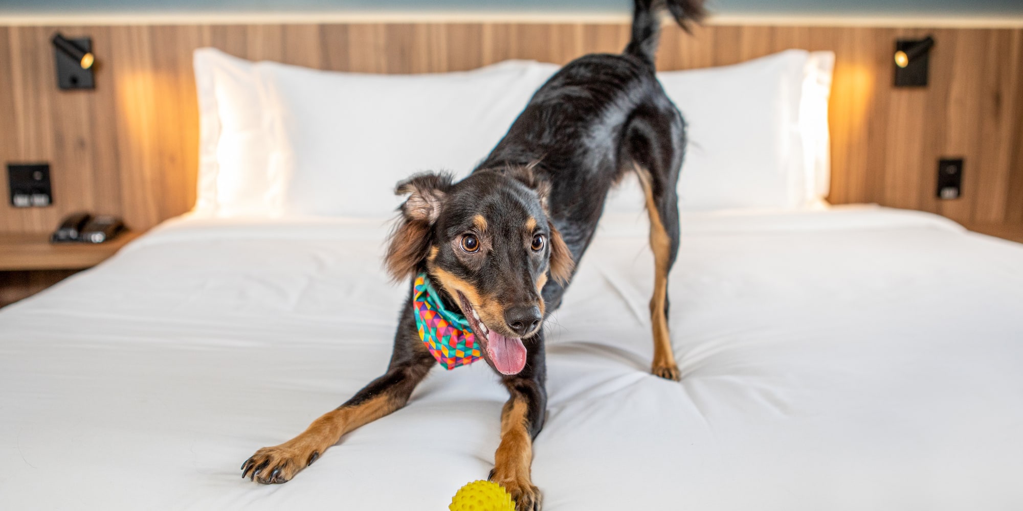 a dog on a bed with a ball