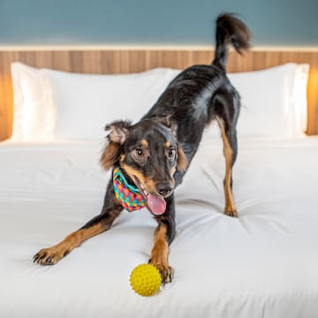 a dog on a bed with a ball