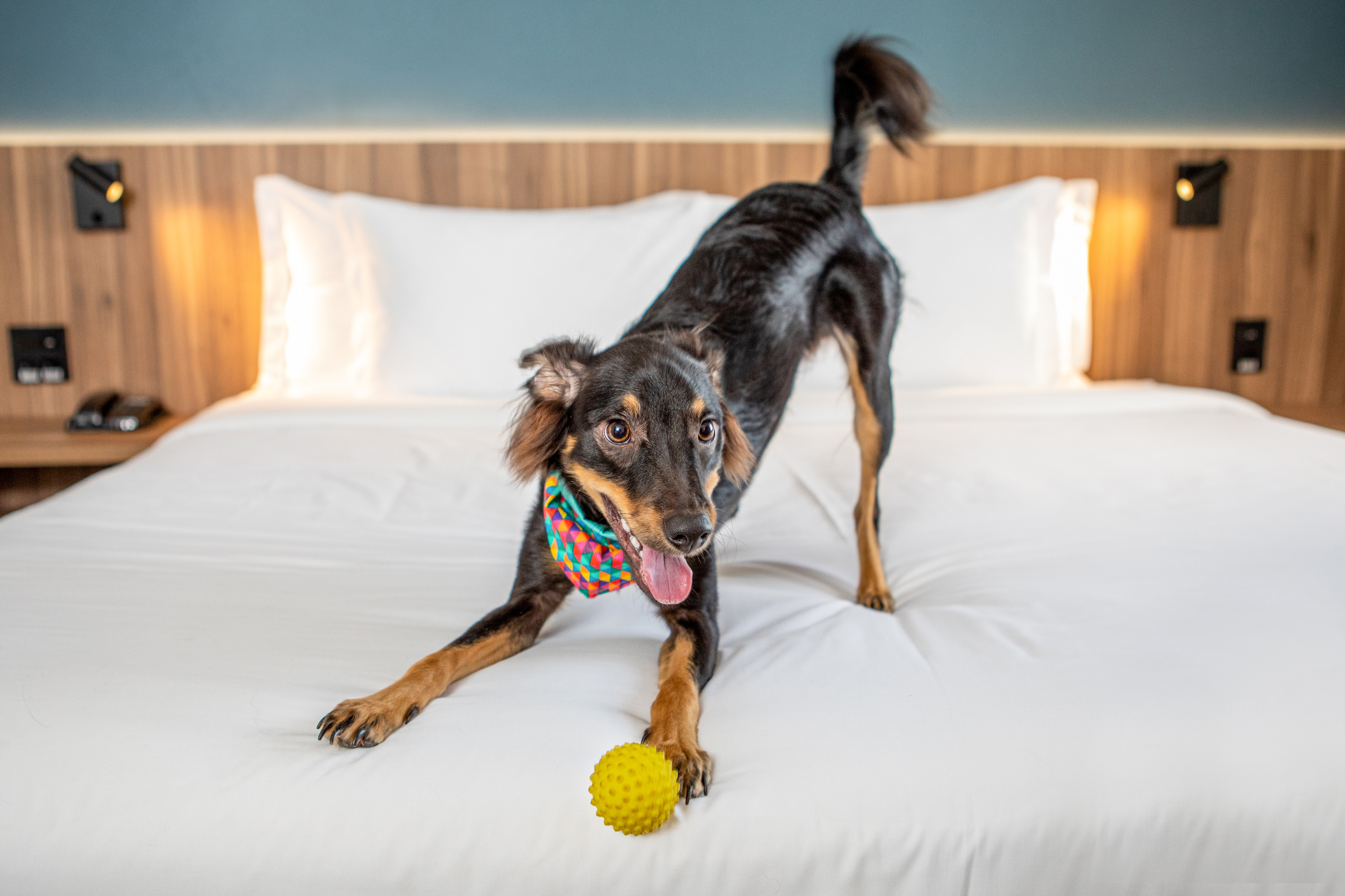 Black and tan dog in bandana stretching on pet-friendly hotel bed with yellow ball.