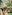 Tropical woman holding banana leaf for shade by palm tree.