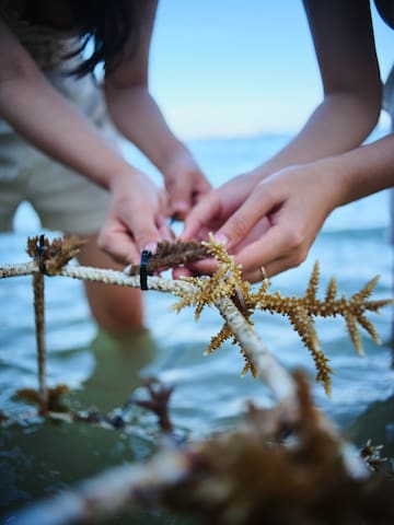 a group of people holding a stick with seaweed