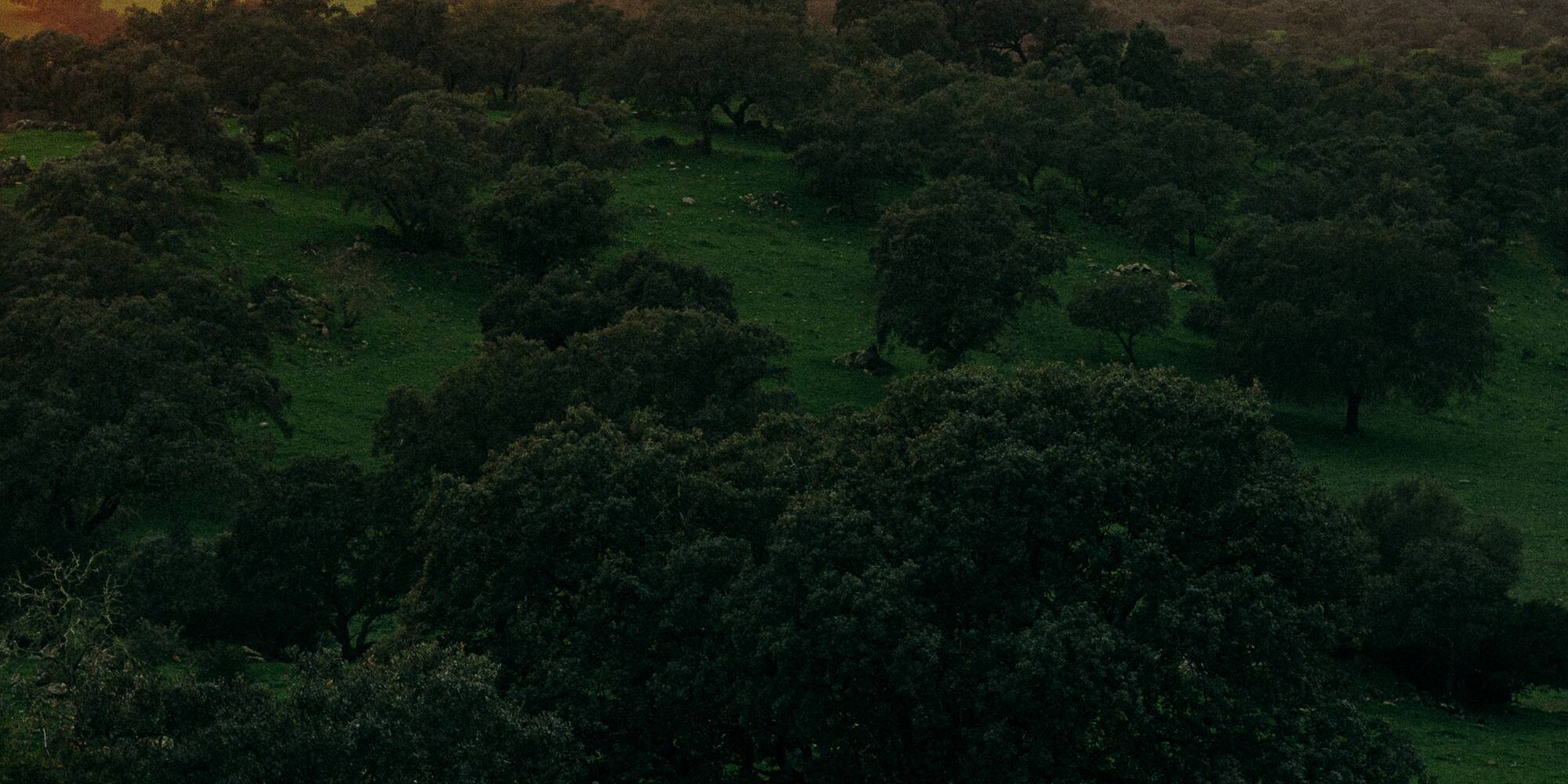 a sunset over a green field with trees