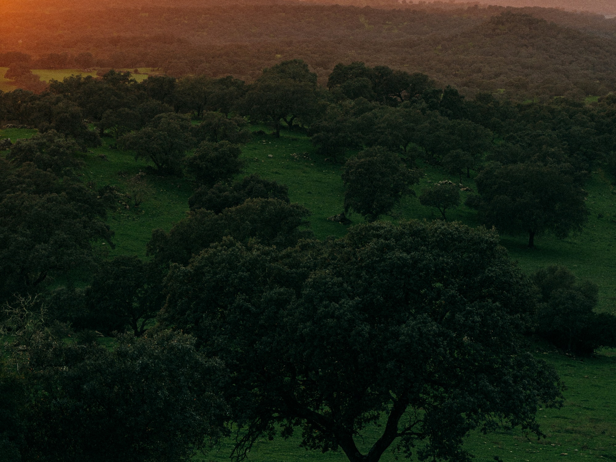 a sunset over a green field with trees