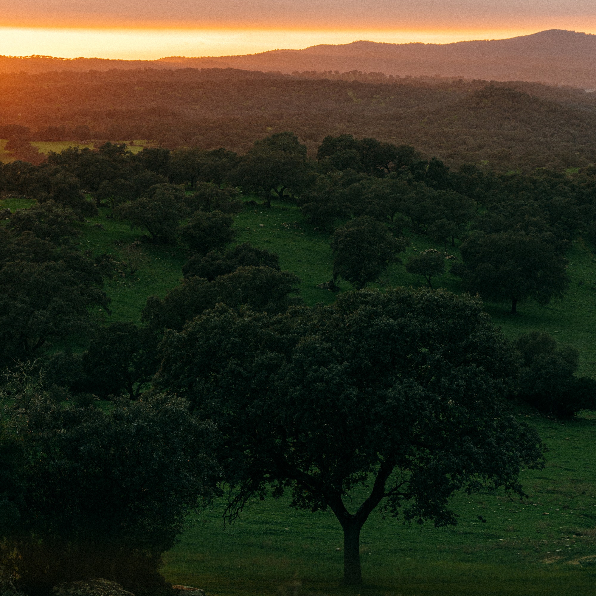 a sunset over a green field with trees