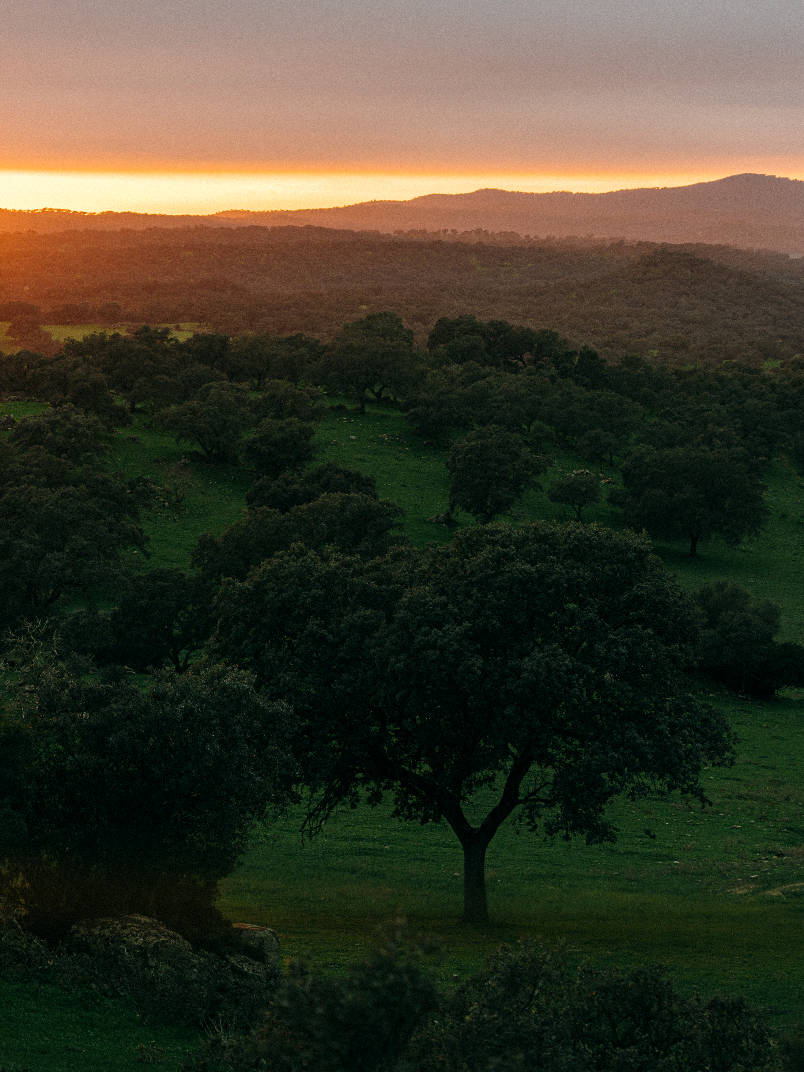 a sunset over a green field with trees