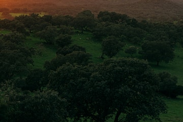a sunset over a green field with trees