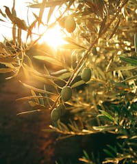 a tree with green leaves and fruits