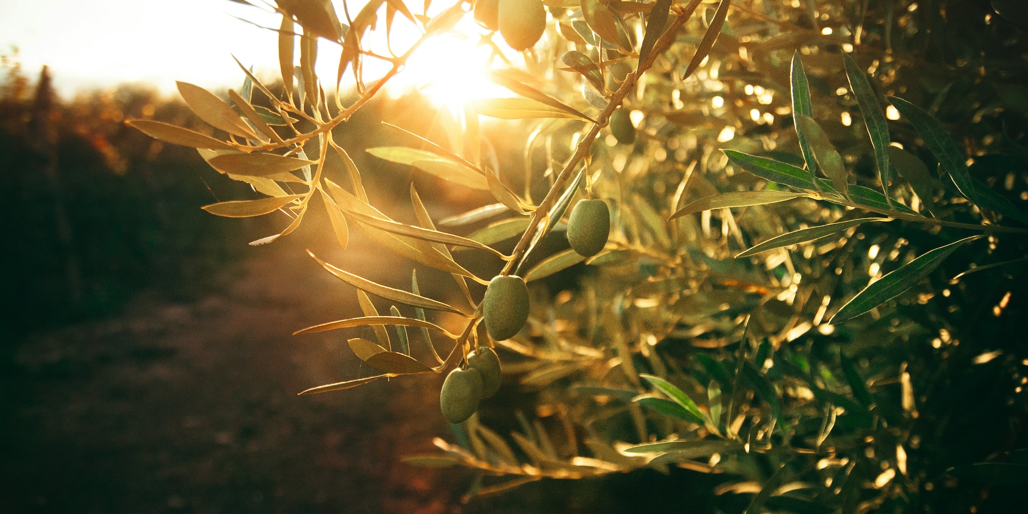 a tree with green leaves and fruits