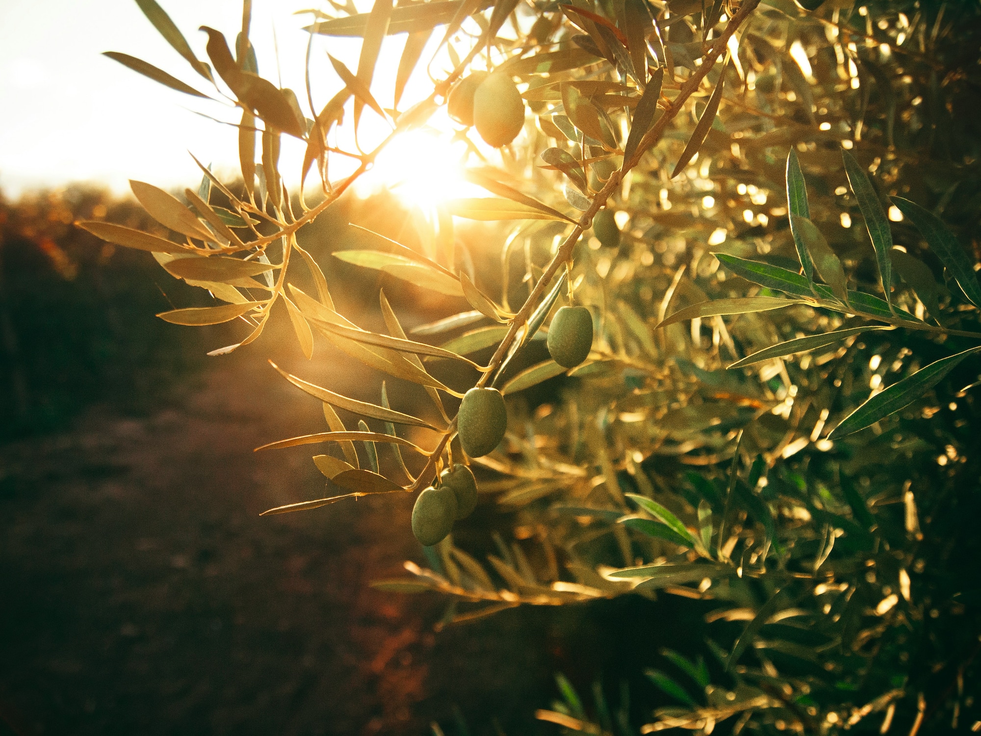 a tree with green leaves and fruits