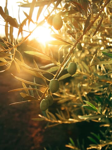 a tree with green leaves and fruits