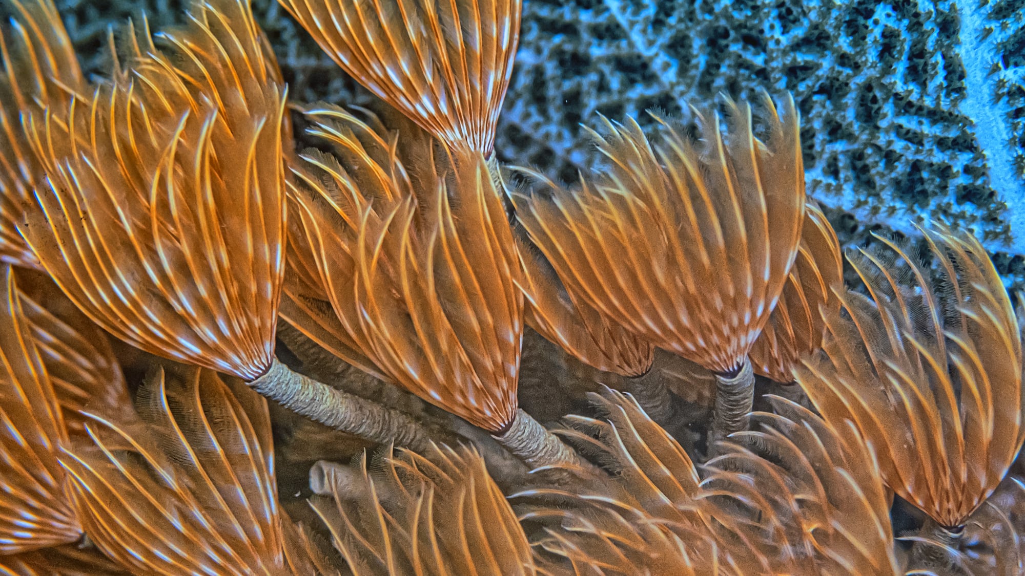 a close up of an orange and white feathery sea creature