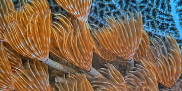 a close up of an orange and white feathery sea creature