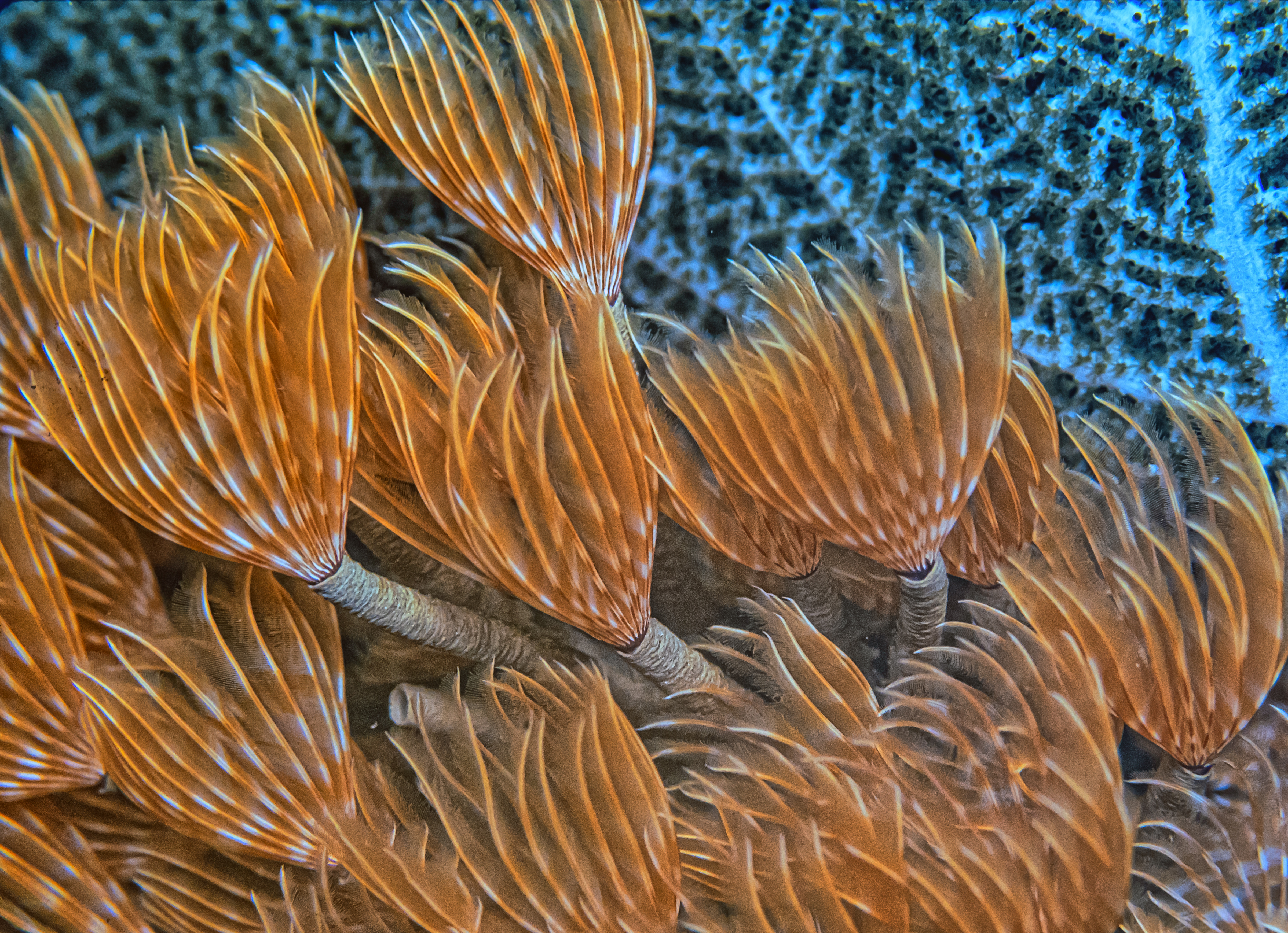 a close up of an orange and white feathery sea creature