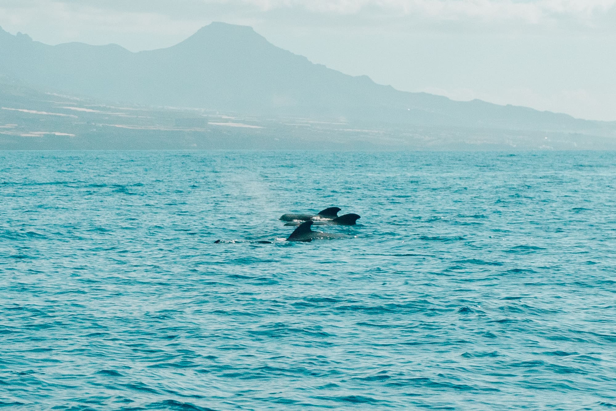 Ballenas piloto en océano azul, montañas brumosas de fondo.