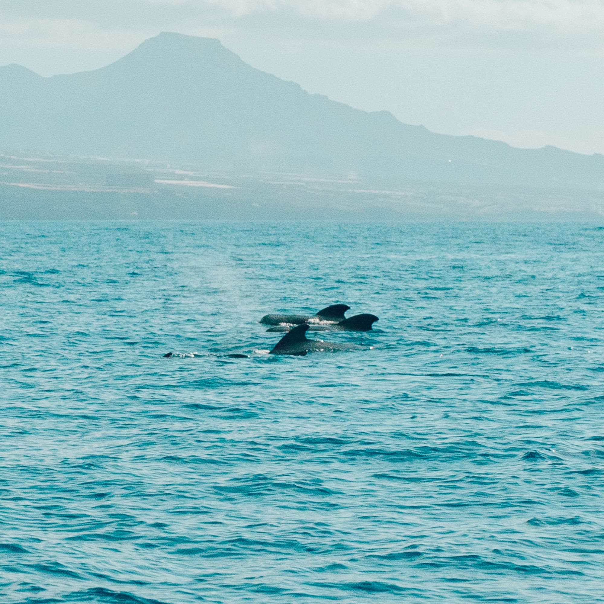 a pair of dolphins in the water
