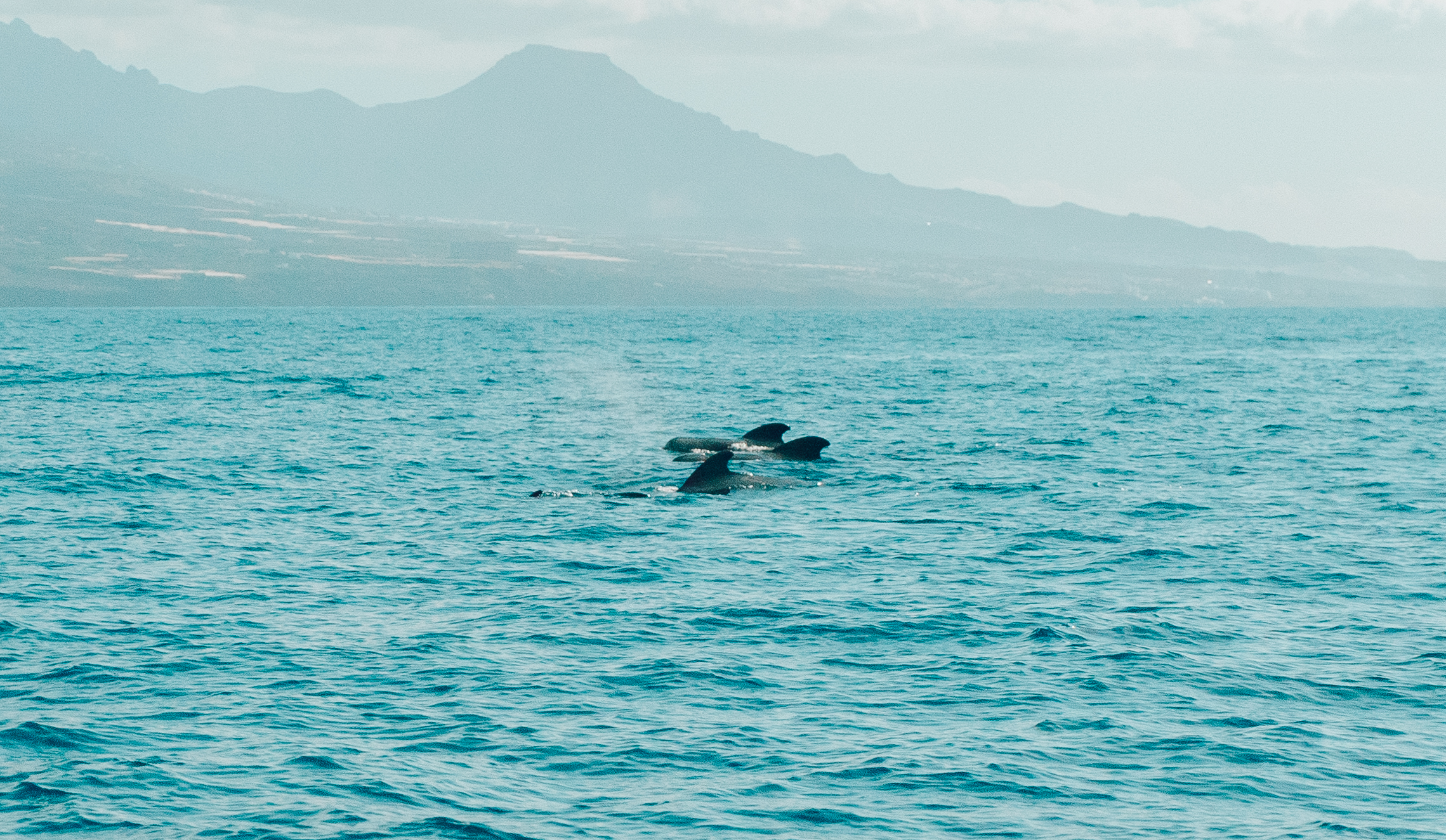 Ballenas piloto en océano azul, montañas brumosas de fondo.