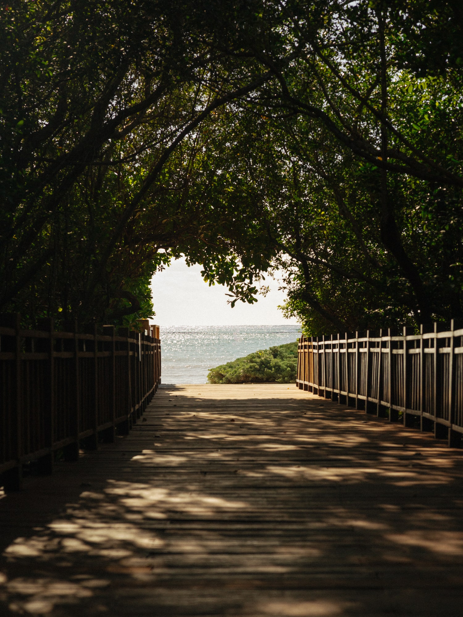 Wooden boardwalk leading to sparkling ocean through lush green archway.