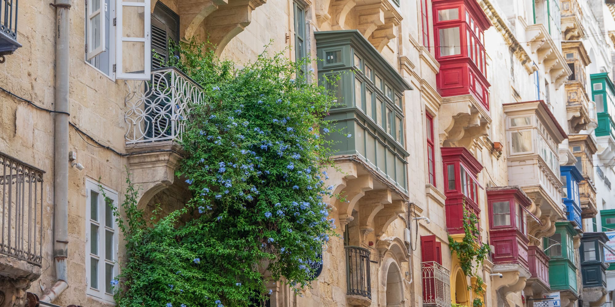 a building with many windows and a plant growing on the side