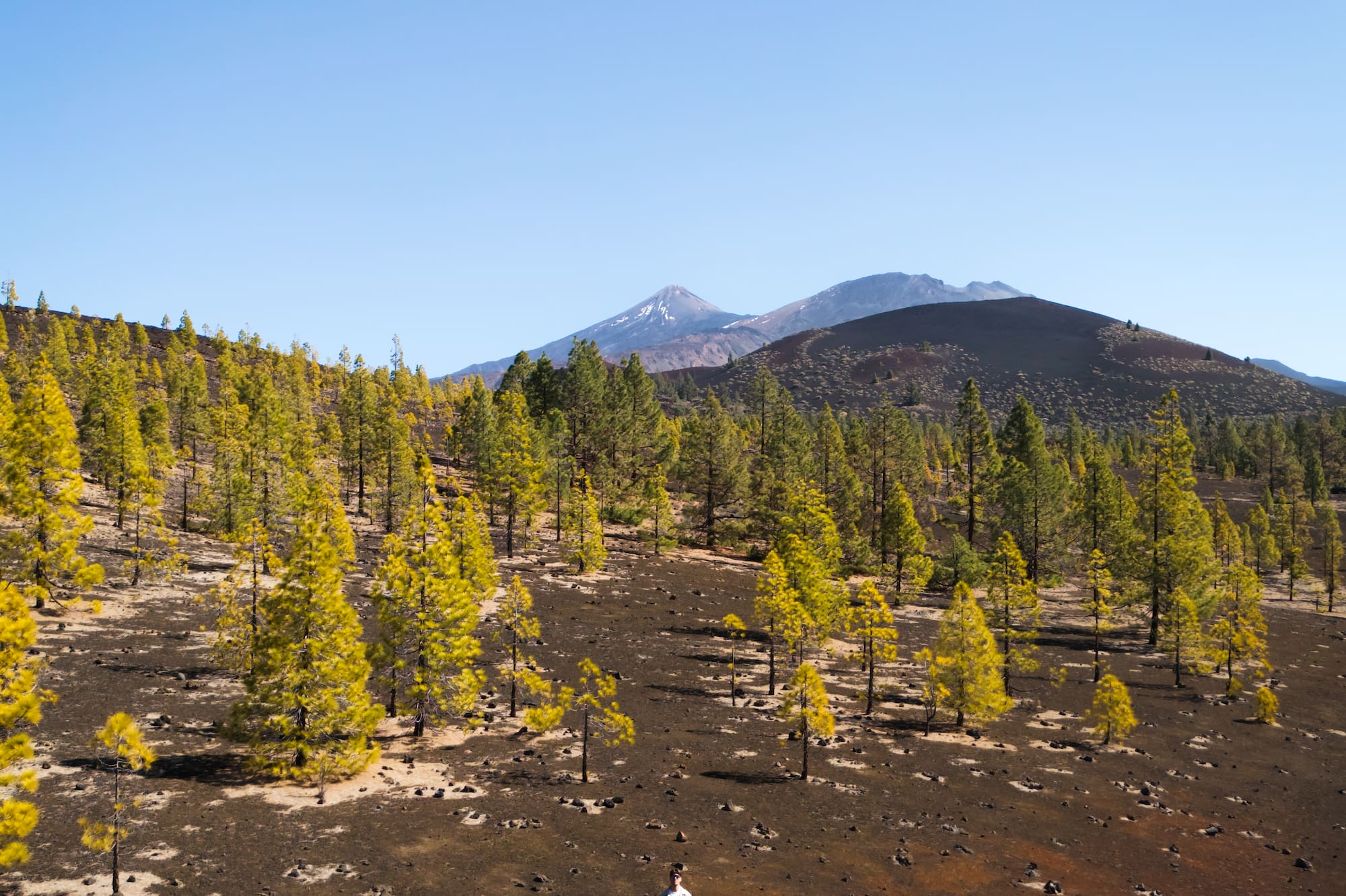 Traveler among yellow pine trees on volcanic terrain with Teide volcano.
