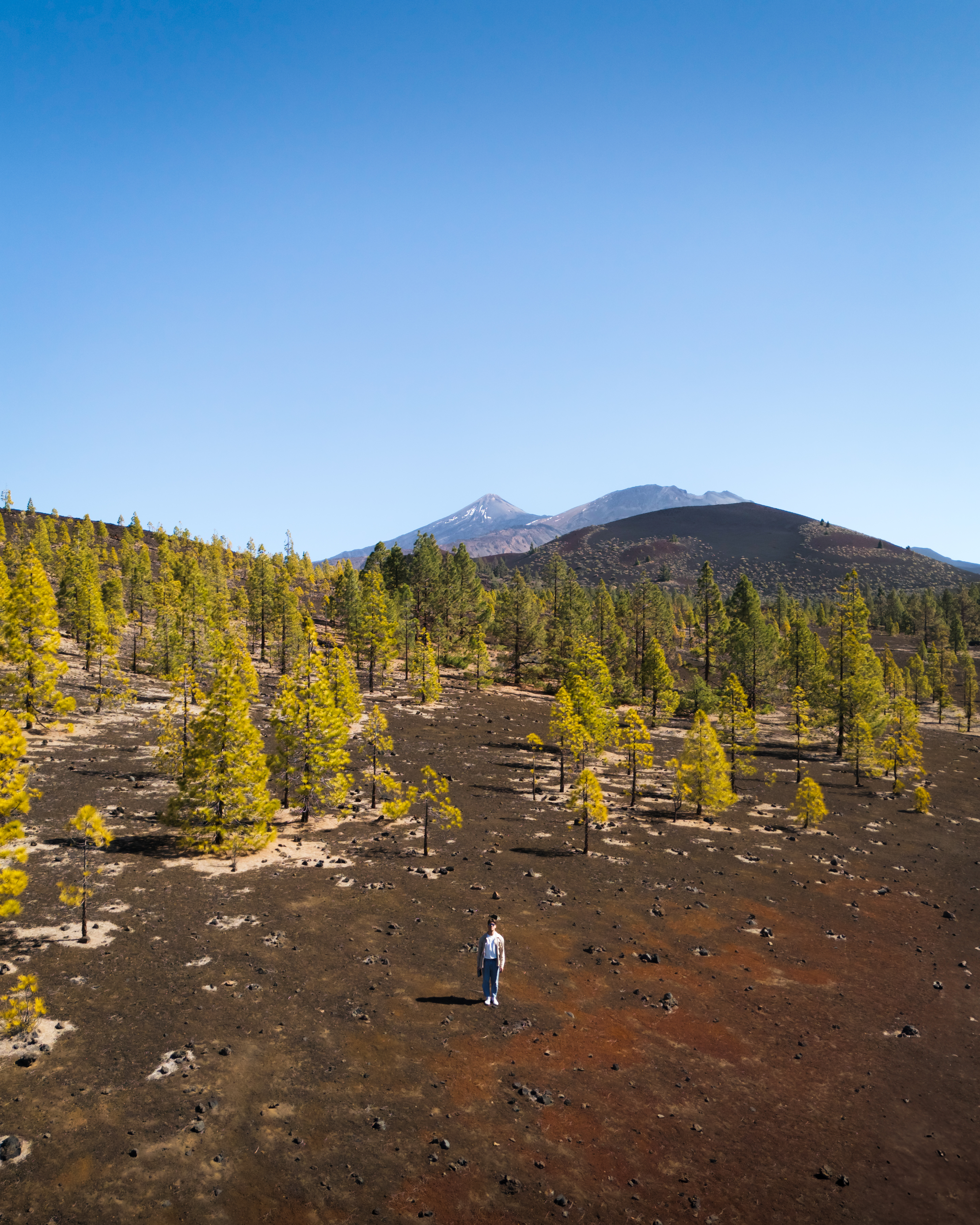 Traveler among yellow pine trees on volcanic terrain with Teide volcano.