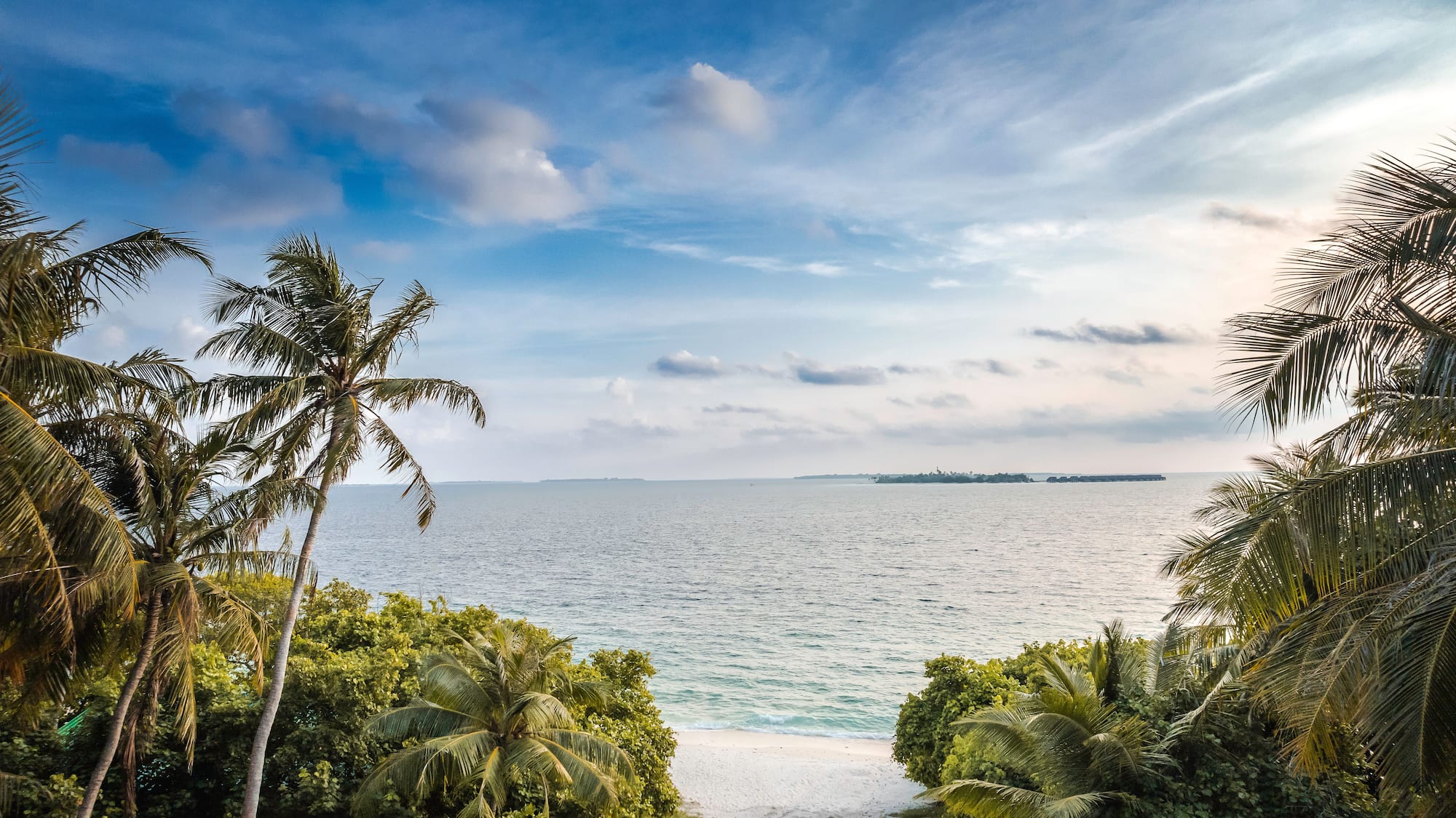 a beach with palm trees and a body of water