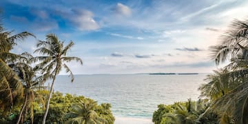 a beach with palm trees and a body of water