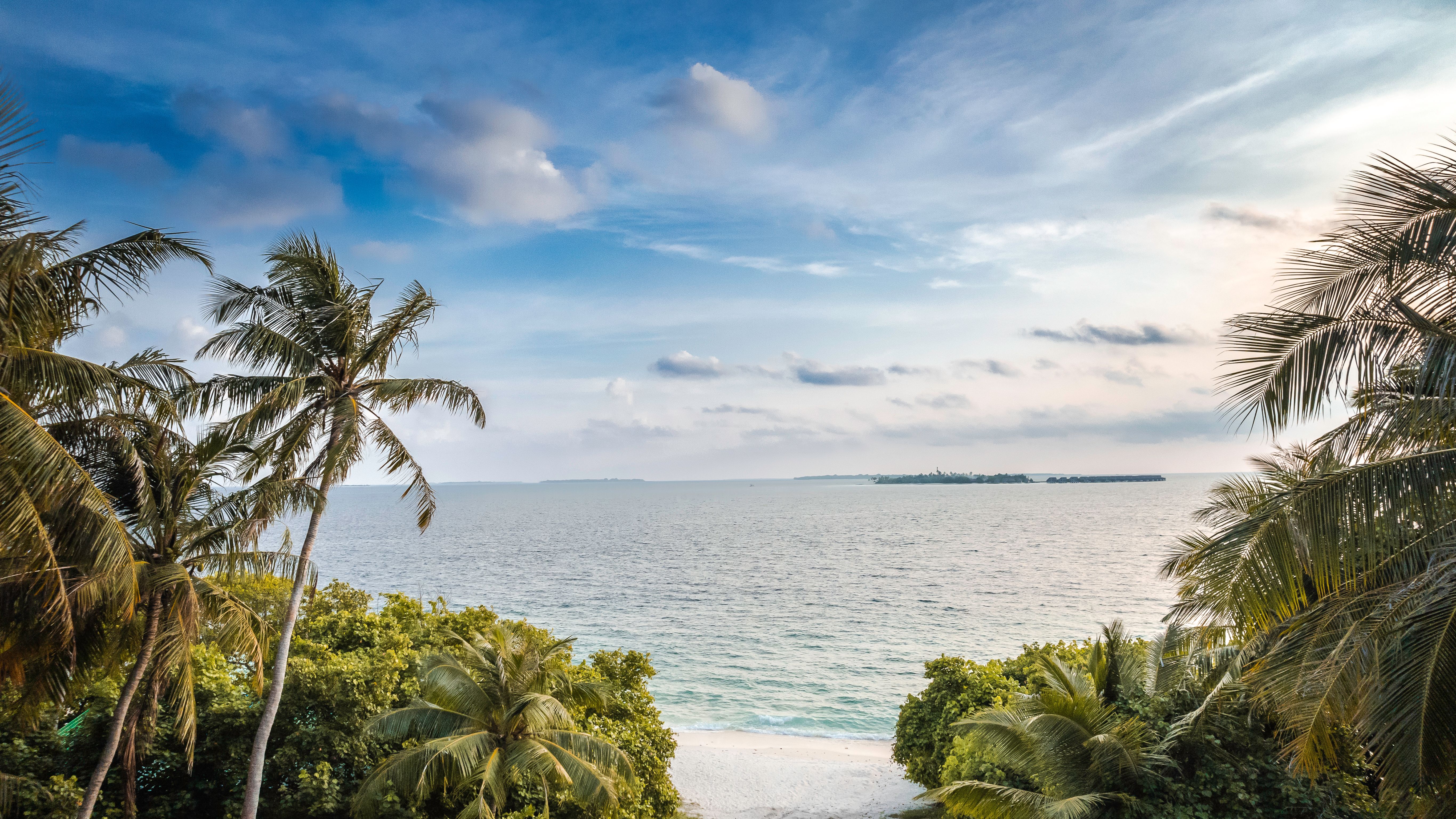 a beach with palm trees and a body of water